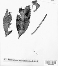 Macrotyphula phacorrhiza image